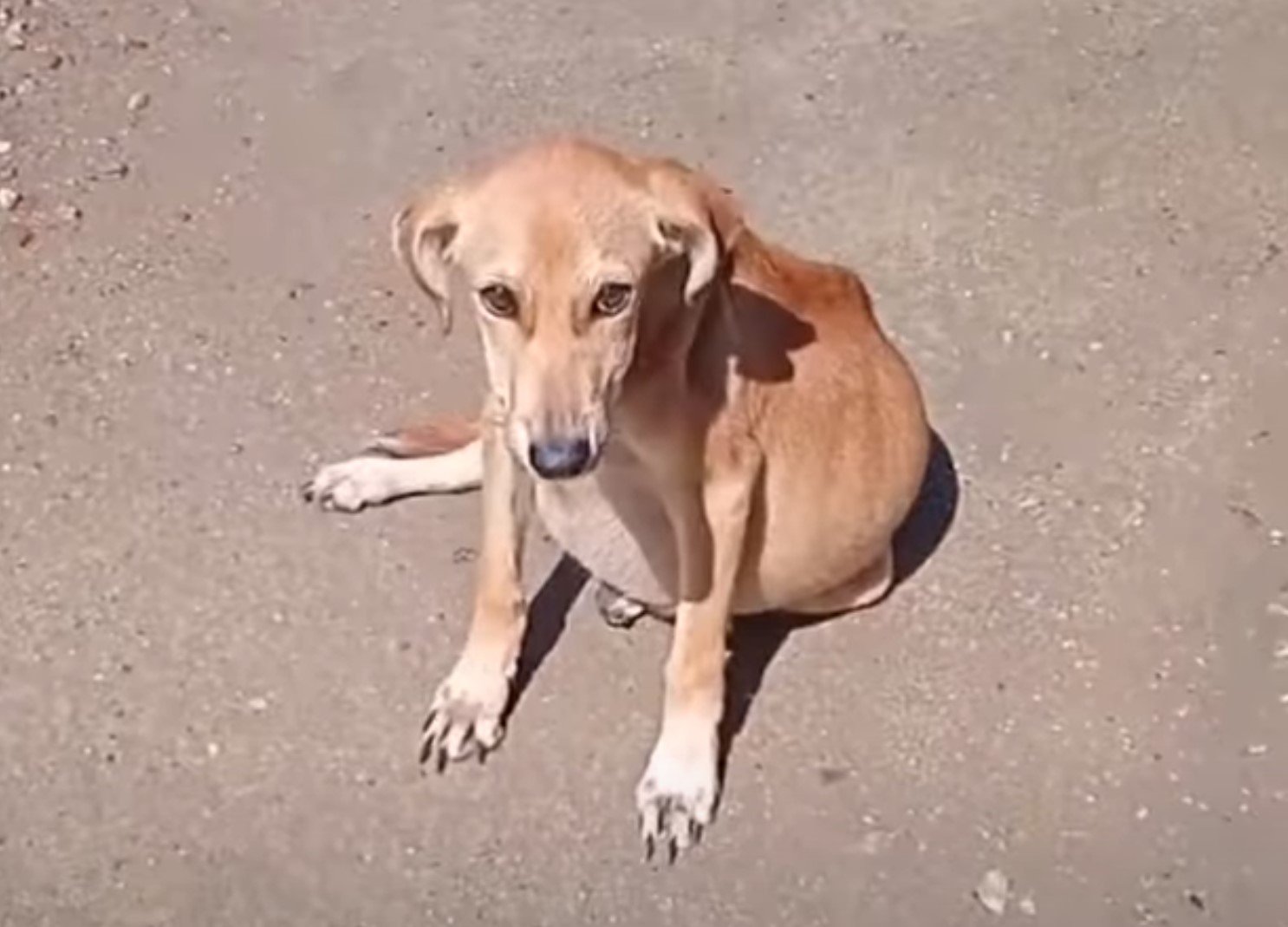 dog on the street