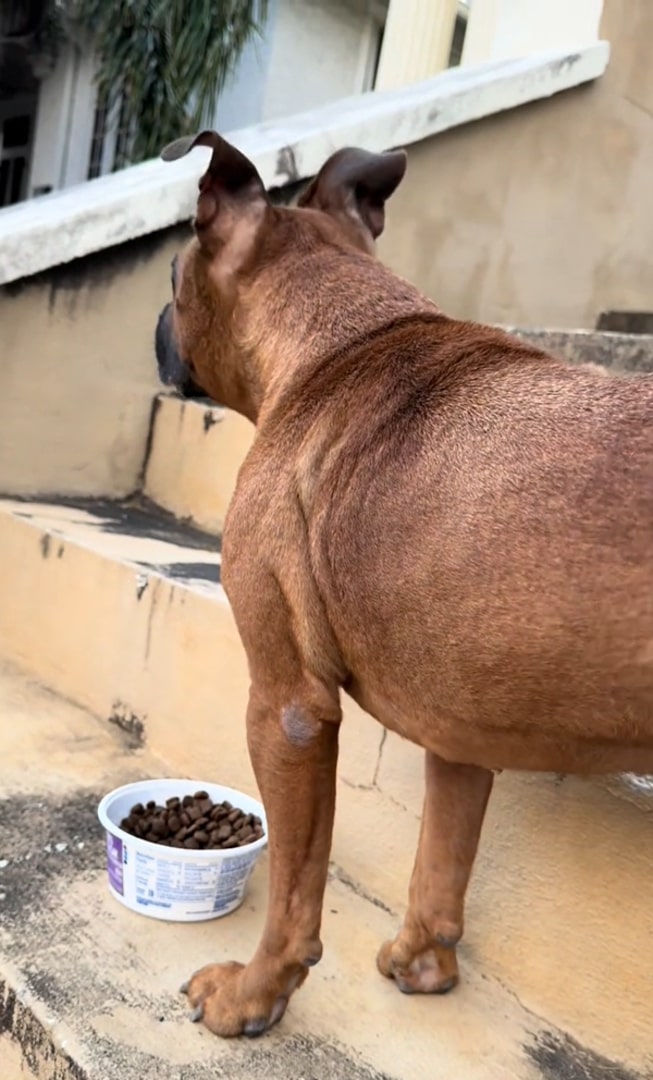 dog outdoor looking at distance