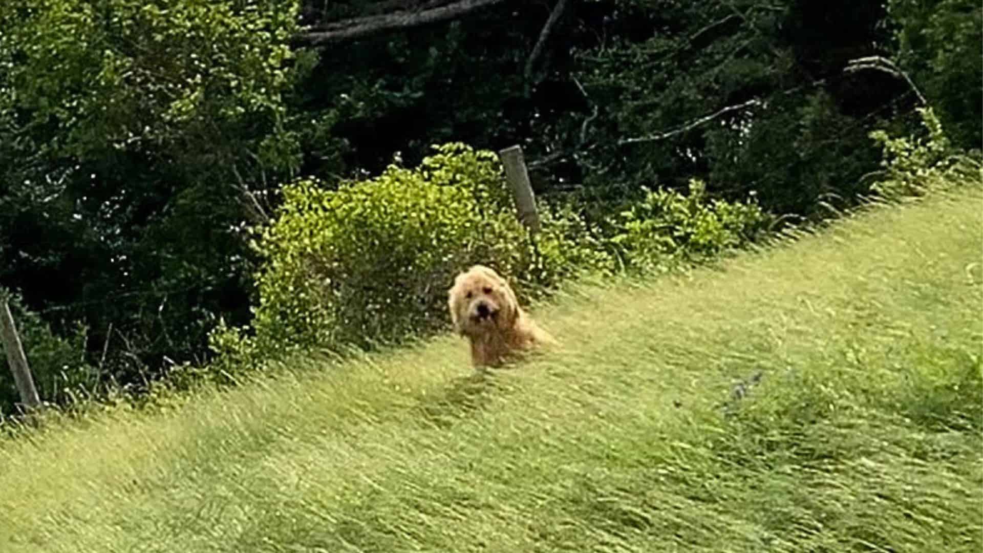 Sisters On A Trip Discover A Strange Animal Calmly Sitting In The Grass, Waiting For Help