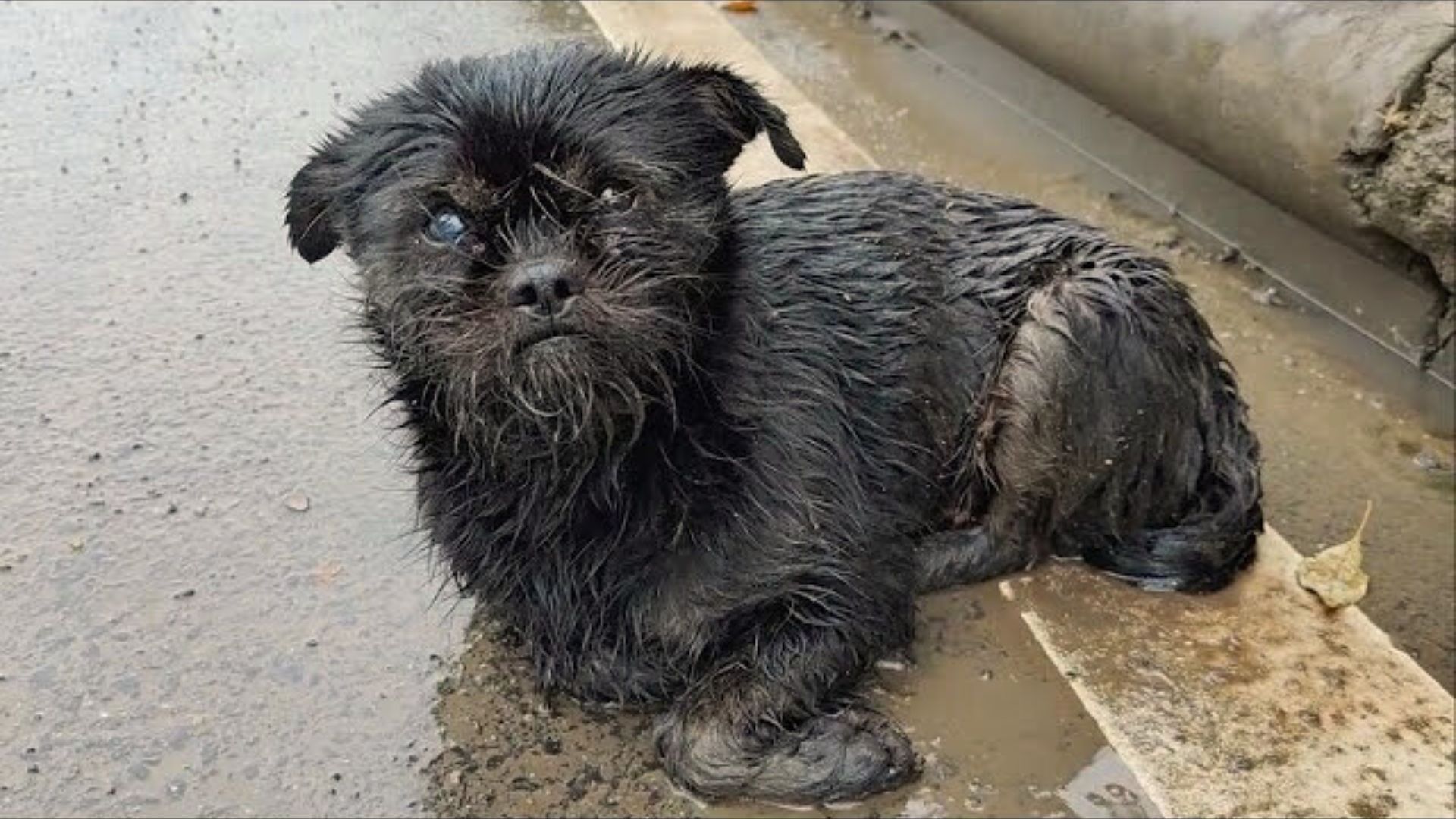 This Pregnant Dog Was Lying On The Road In A Horrible Weather And Just Waiting For Help