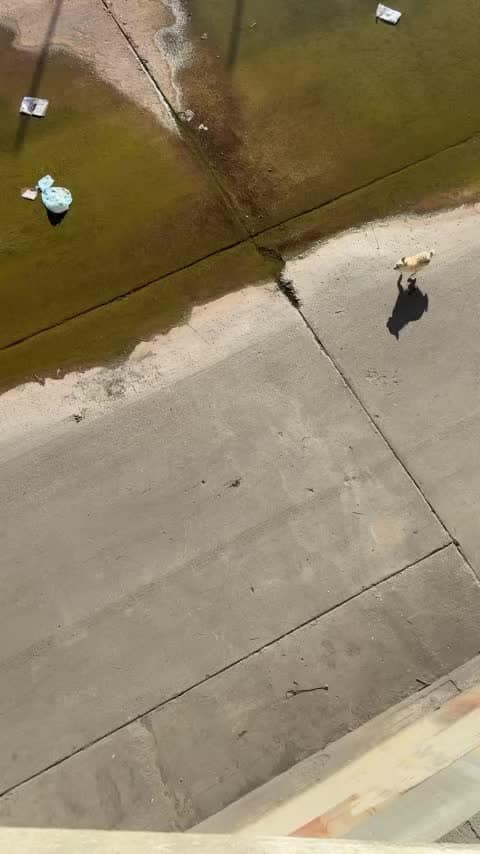 dog running on a concrete