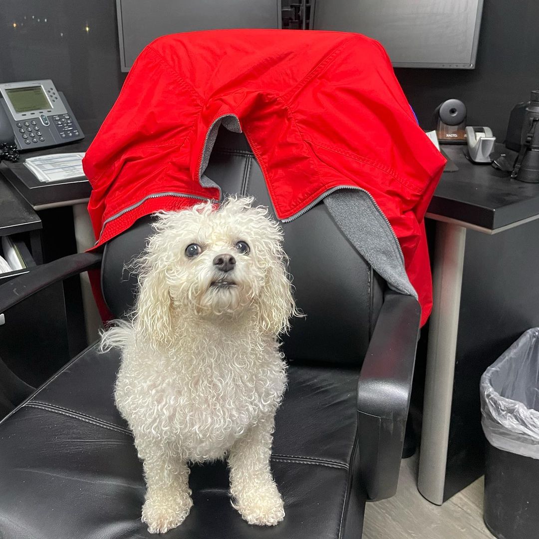 dog sitting in a chair