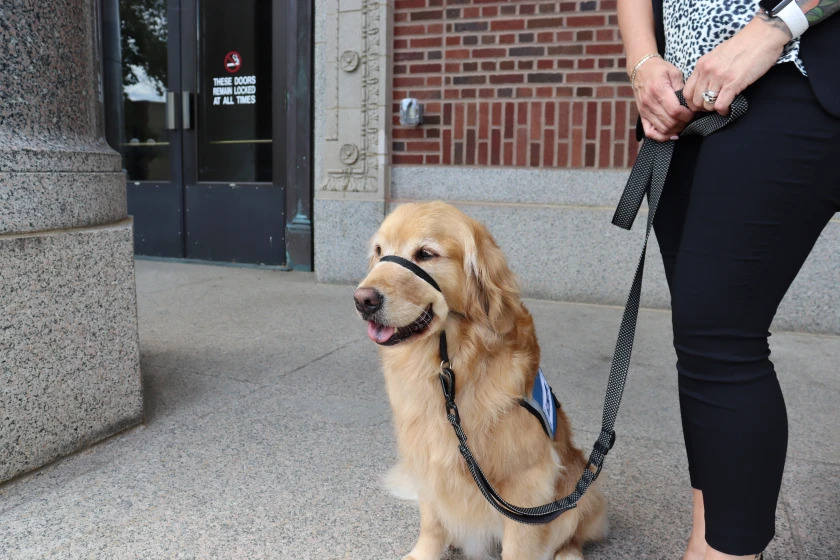 dog sitting in front of building