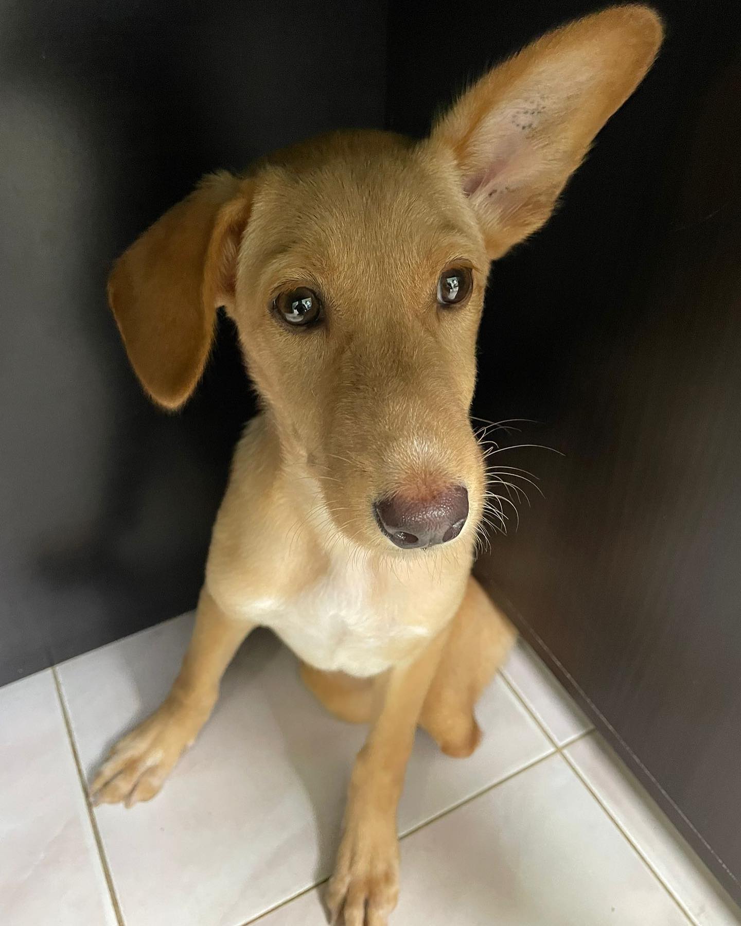 dog sitting in the corner