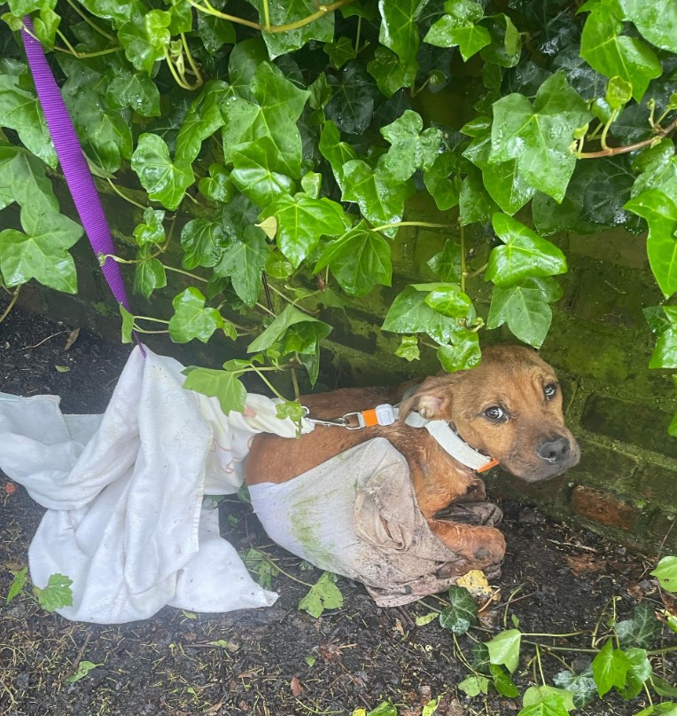 dog sitting near brick wall