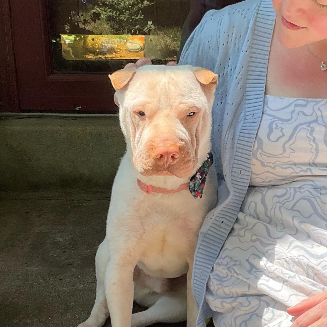 dog sitting next to a woman