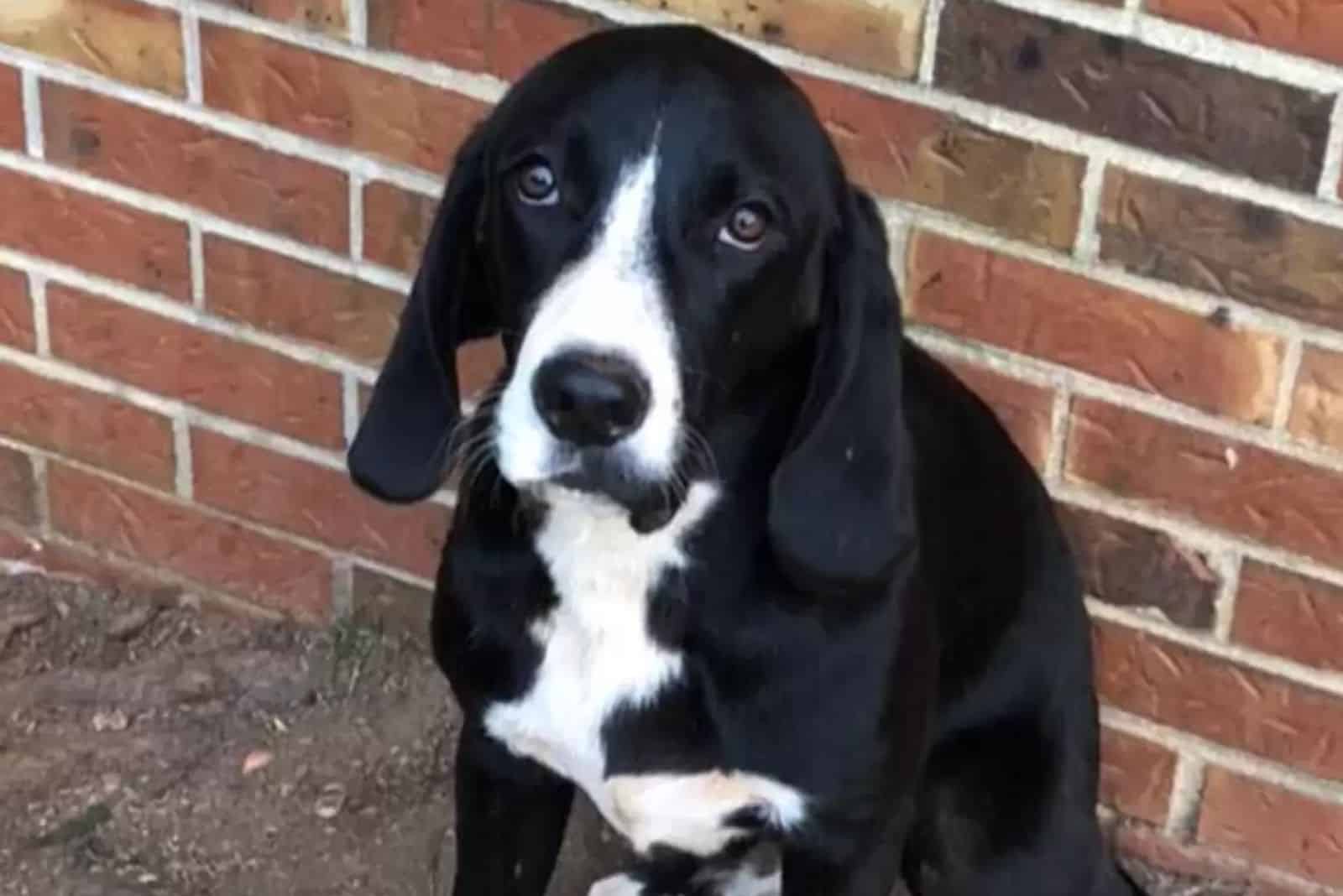 Dog sitting next to brick wall