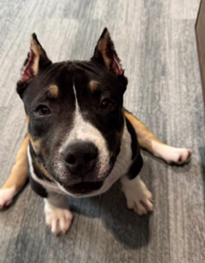 dog sitting on floor