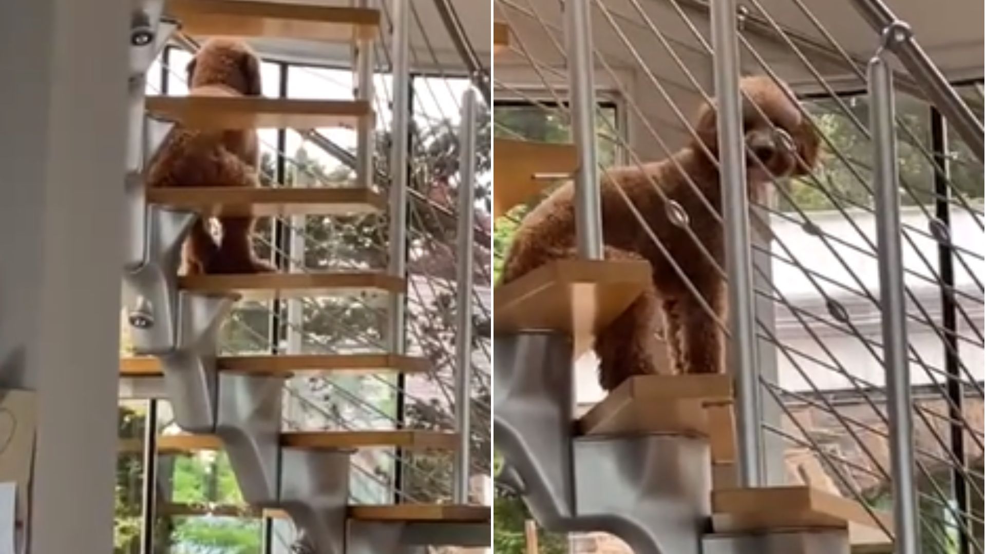 dog sitting on stairs like a human