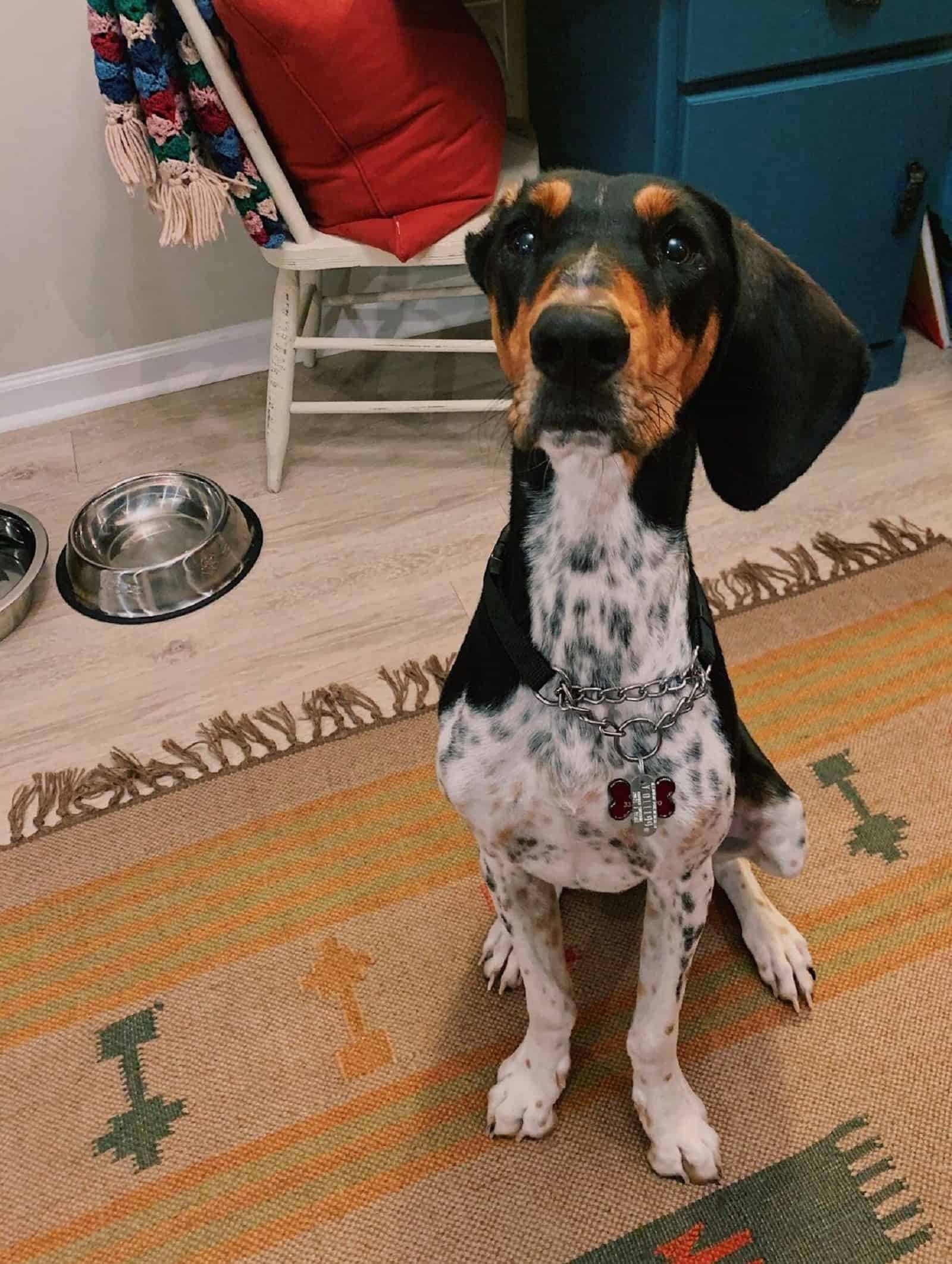 dog sitting on the carpet and looking into camera