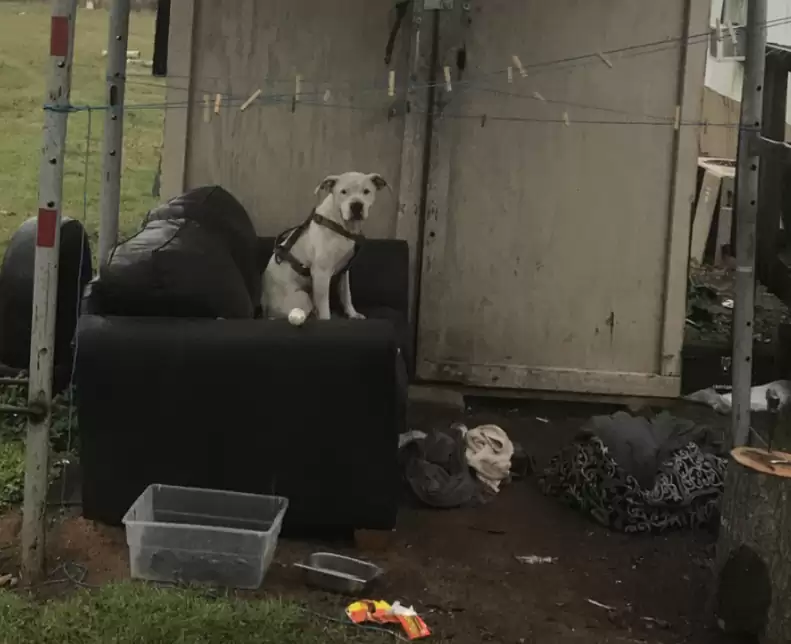 dog sitting on the couch