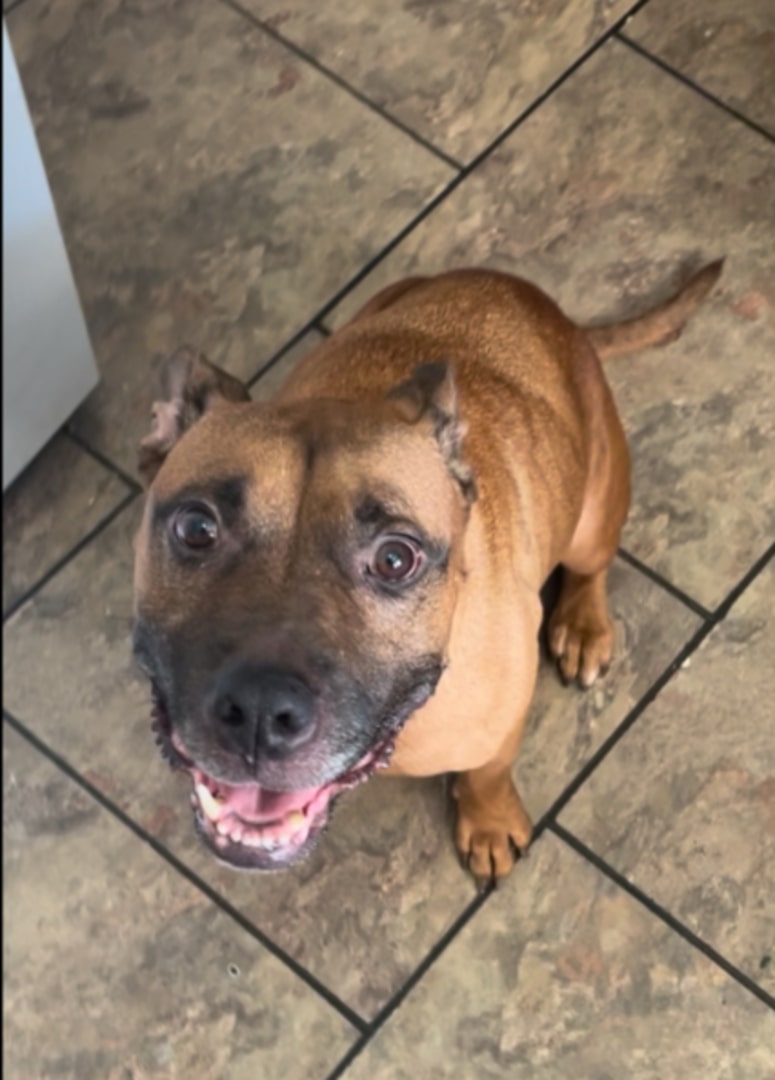 dog sitting on the floor