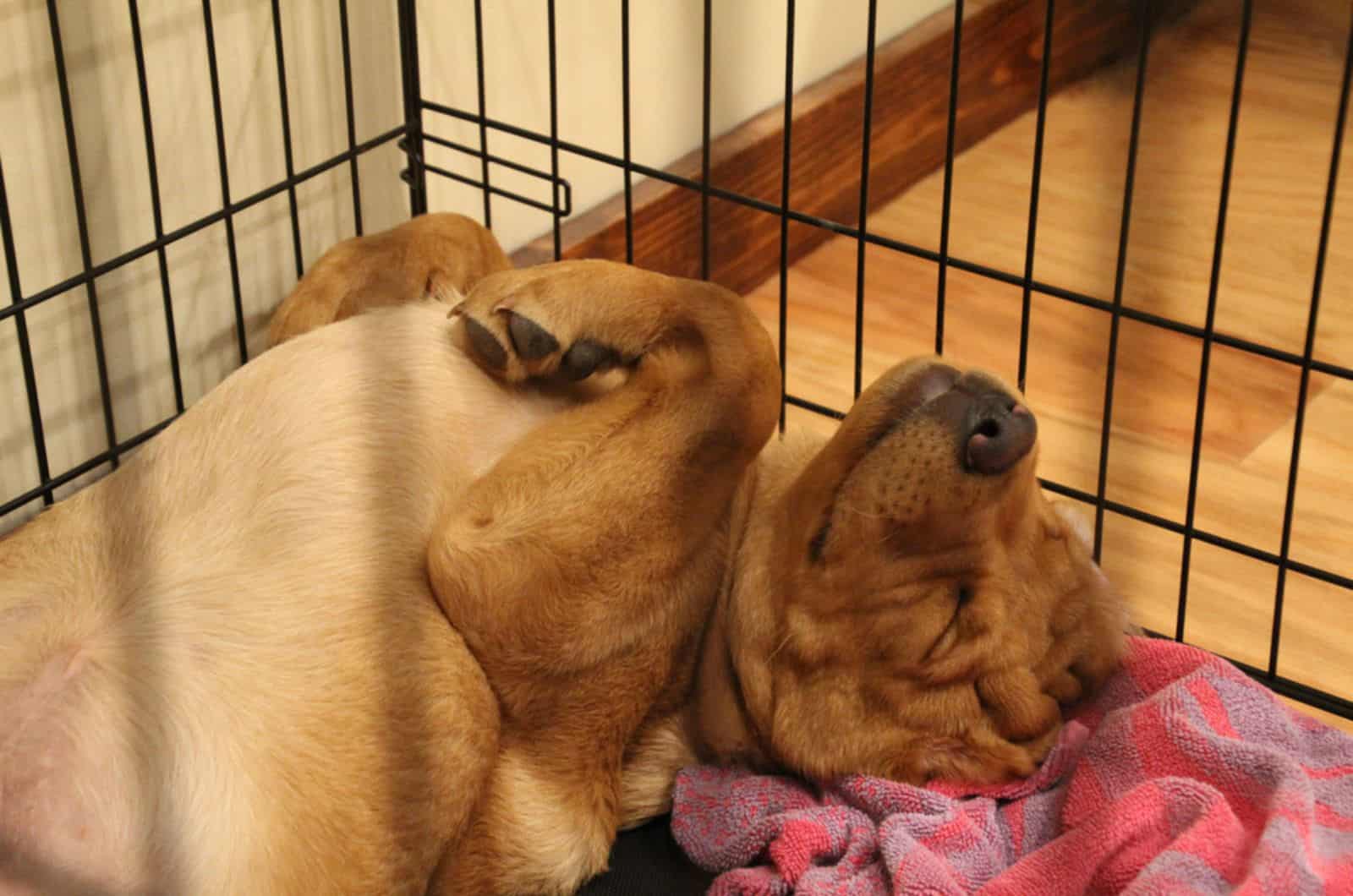 dog sleeping in crate