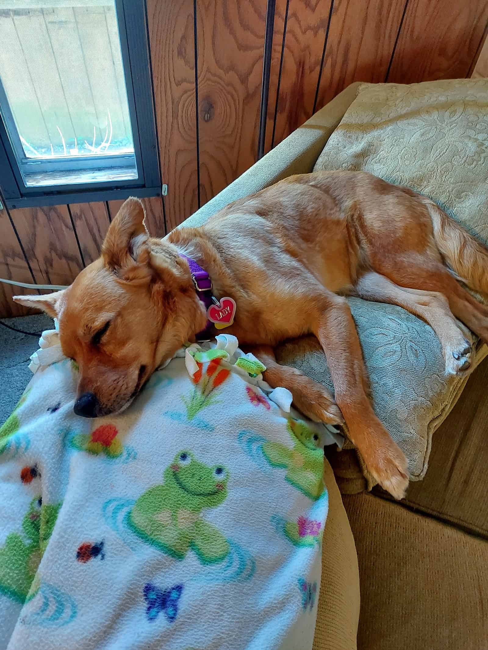 dog sleeping on the couch