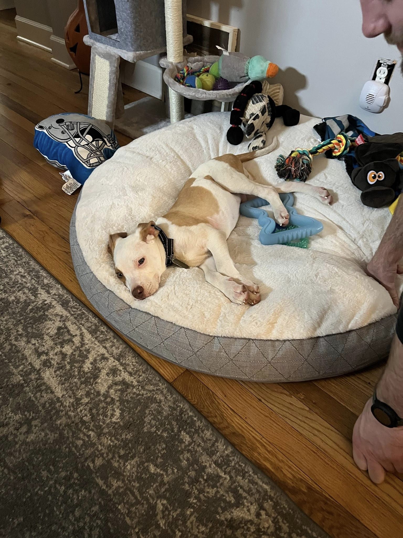 dog sleeping in dog bed surrounded by dog toys