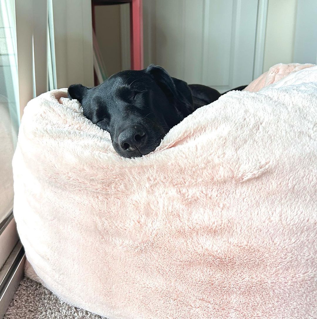 dog sleeping on a pink bean bag