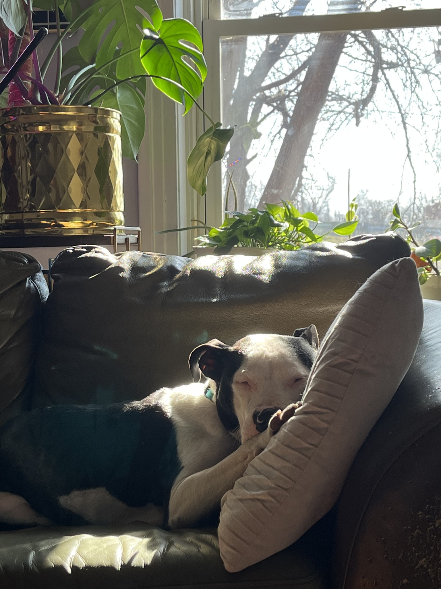 dog sleeping on couch