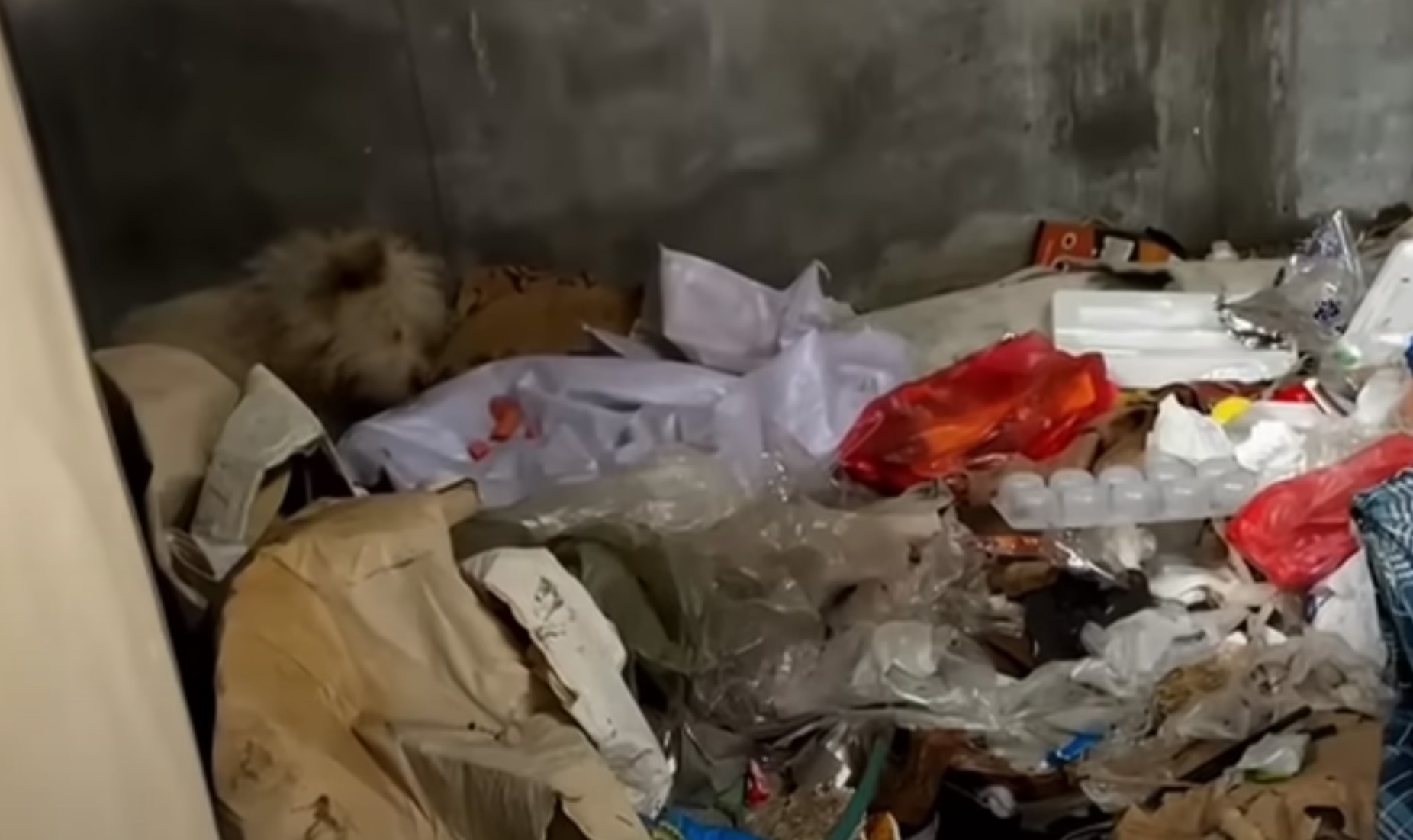 dog sniffing garbage