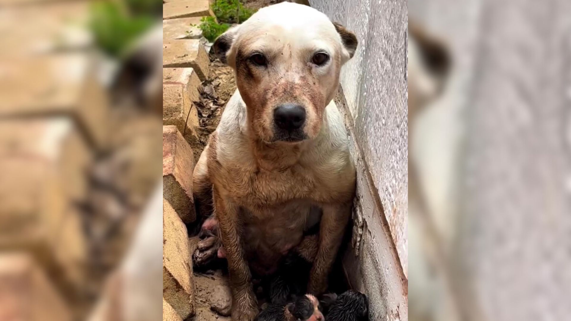 Dog Spends Hours Waiting In Mud, Hoping That Someone Would Notice Her Big Secret