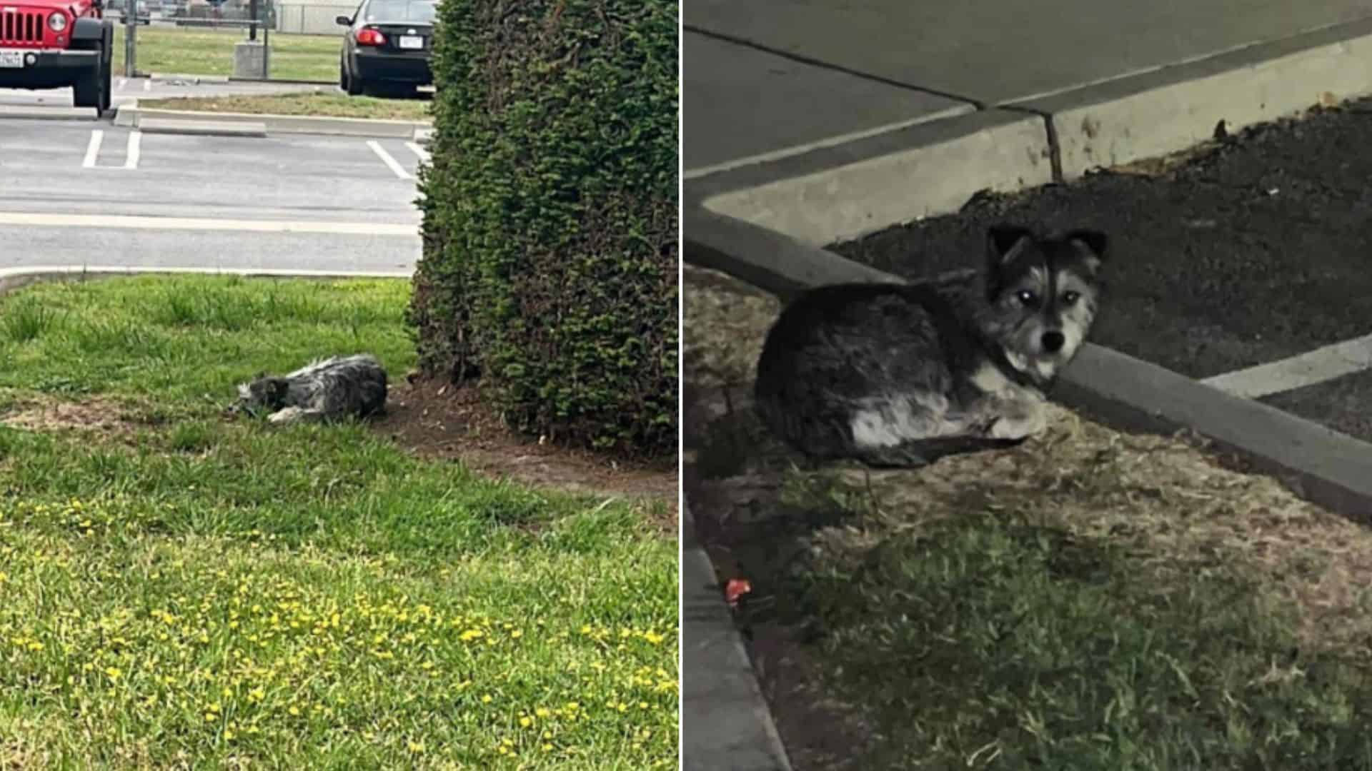 Pup Abandoned On A Parking Lot Did Not Move An Inch Because She Hoped Her Family Would Come Back