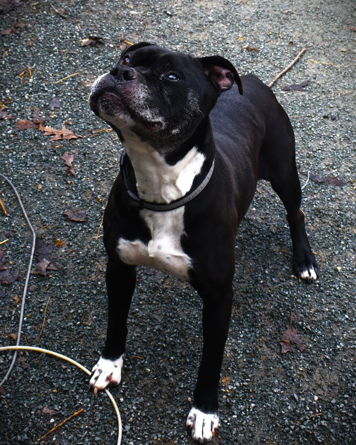 dog standing in rescue center