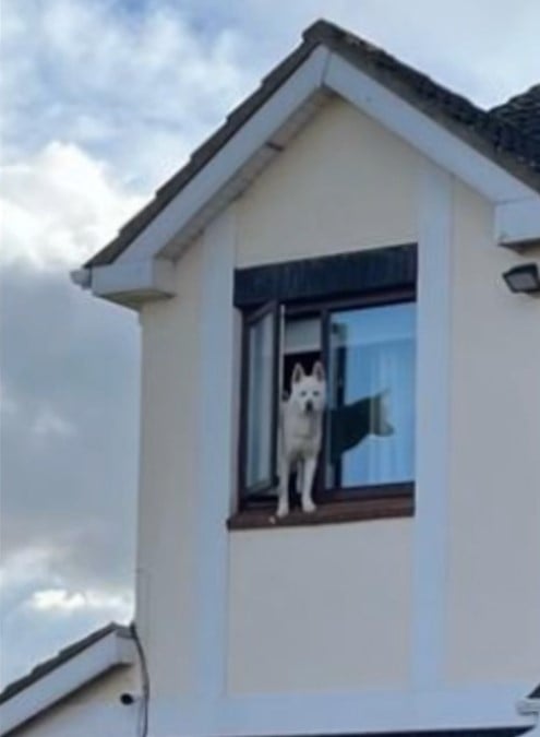 dog standing on the window