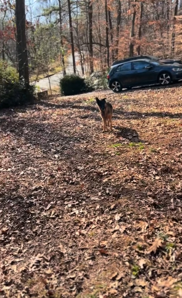 dog staning in driveway