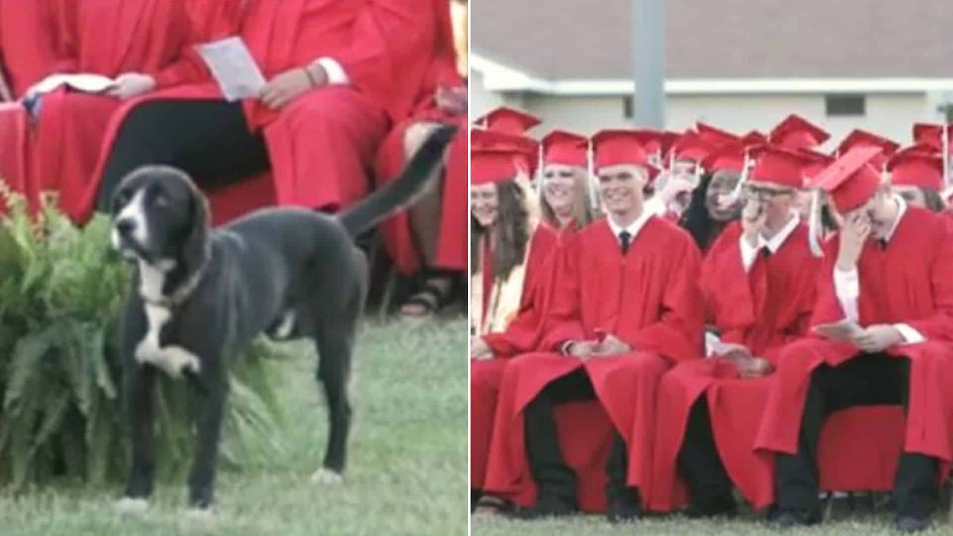 Dog Steals The Show During A Graduation Ceremony