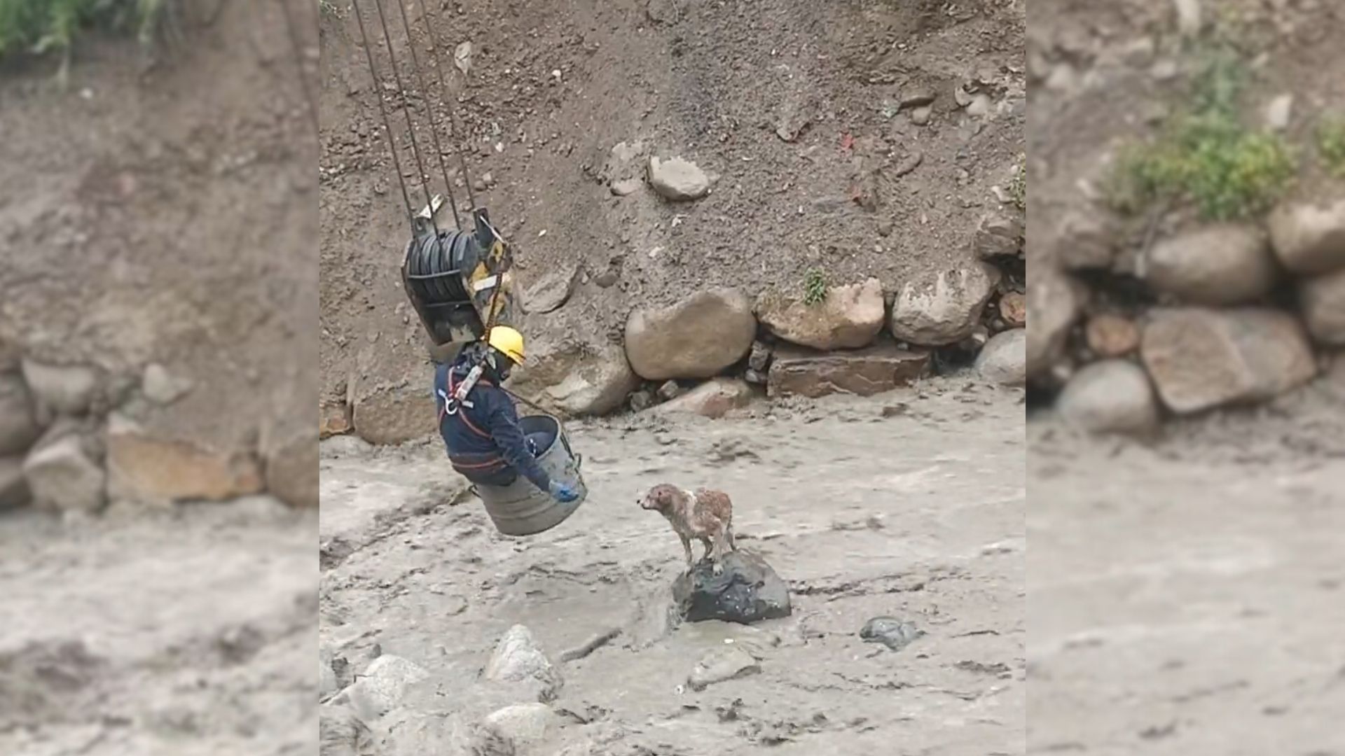 Hero Construction Workers Rush To Save Dog Trapped In A Raging River