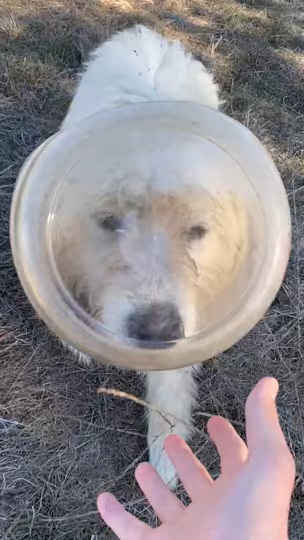 dog stuck in pretzel container