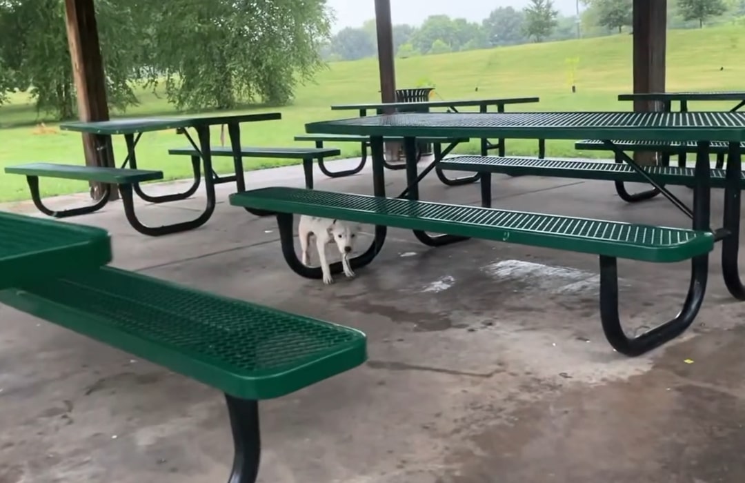 dog tied to a picnic table