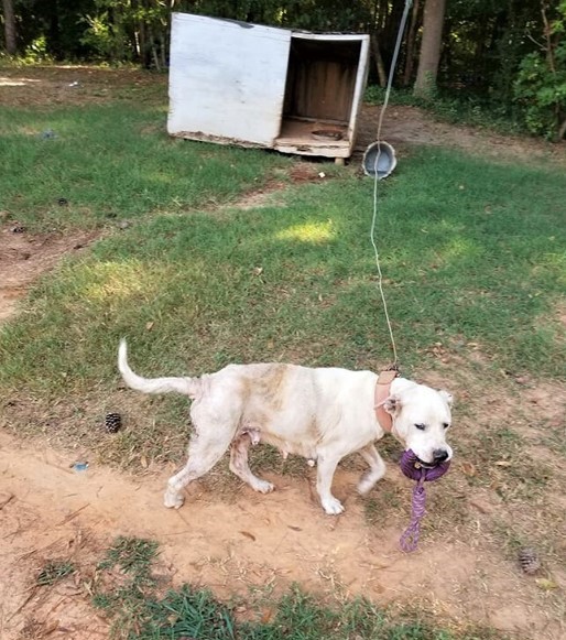 dog tied to a pole