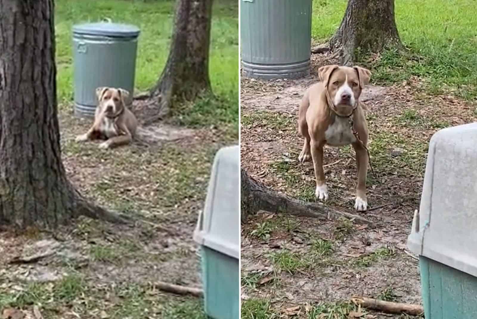 dog tied to a tree