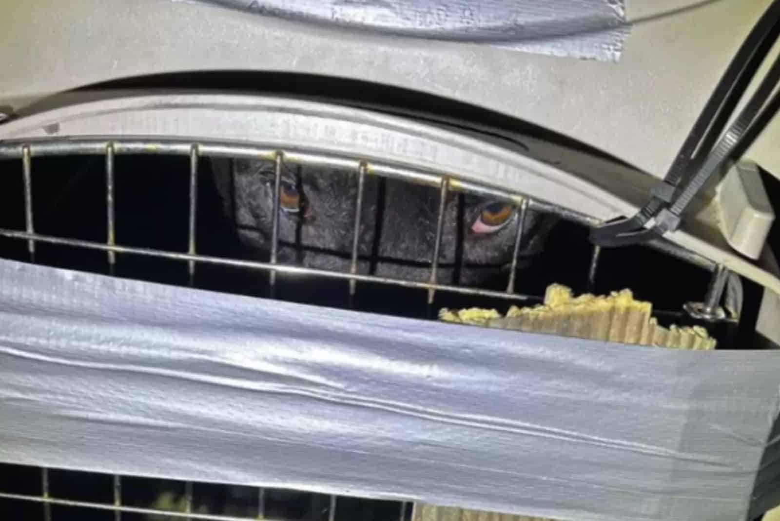 dog trapped in a crate peeking