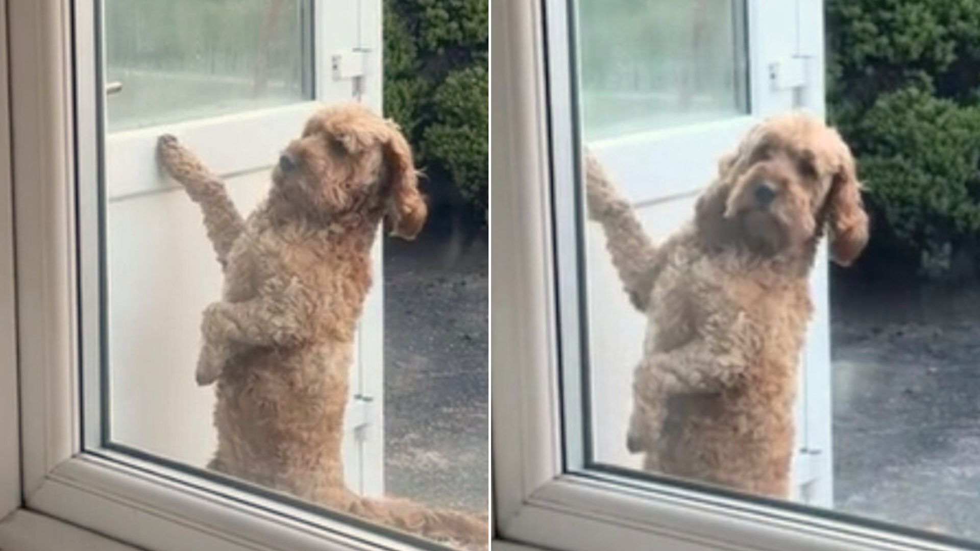 Dog “Turned” Into A Human For A Moment And Started Knocking On The Door To Be Let In