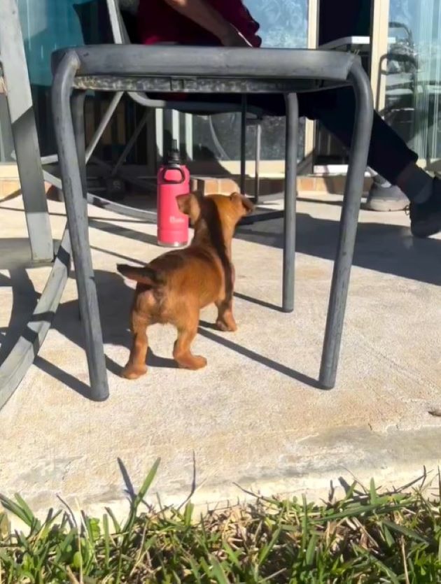 dog under a chair