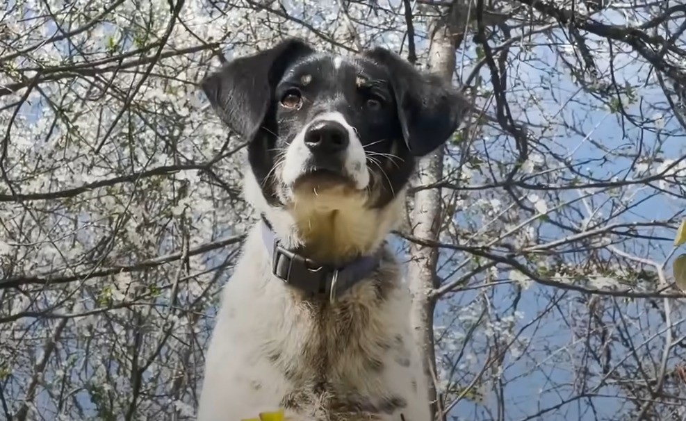 dog under the blossom of tree