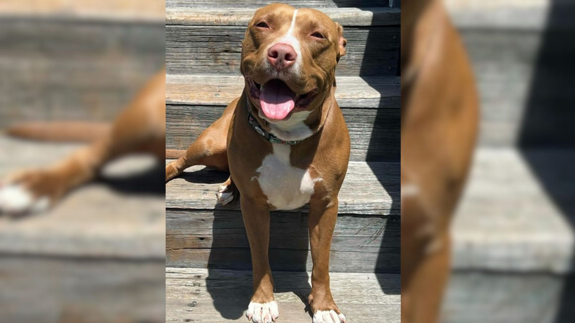 Dog With A Rough Past Meets Her Absolute Favorite Person At Shelter