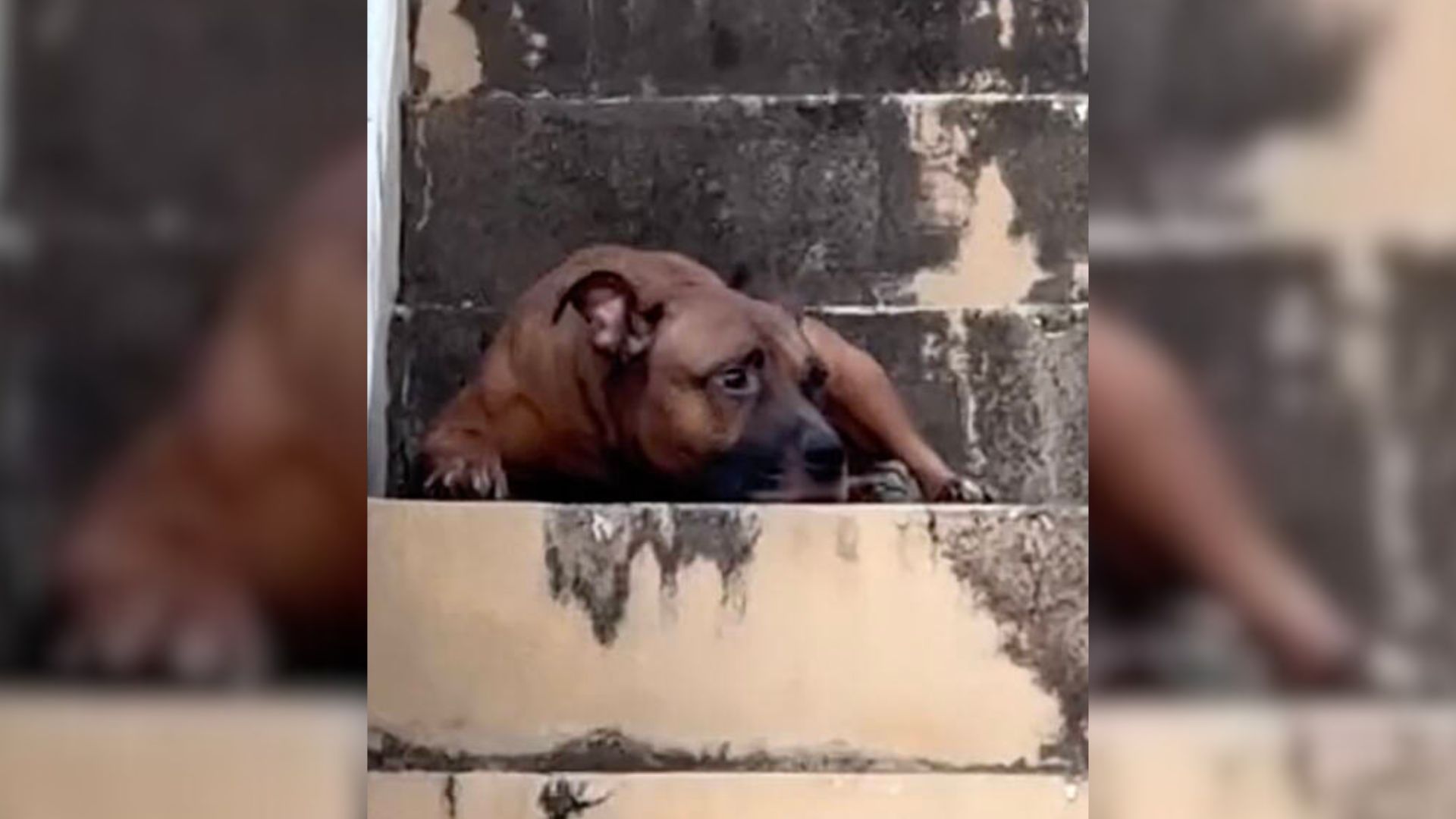 Dog Refuses To Leave The Steps Of His Empty Home, Hoping His Owner Would Return