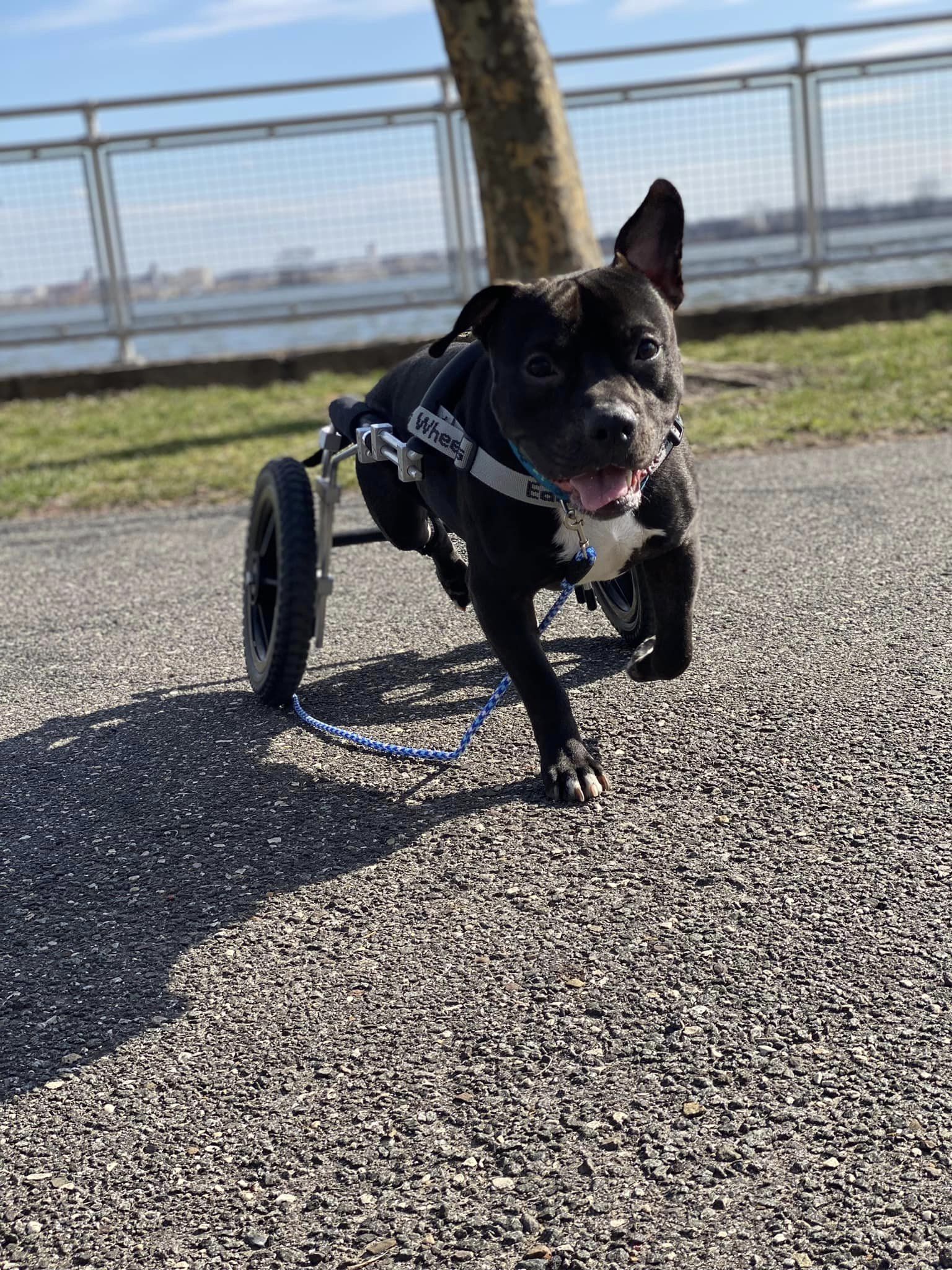 dog walking with wheelchair