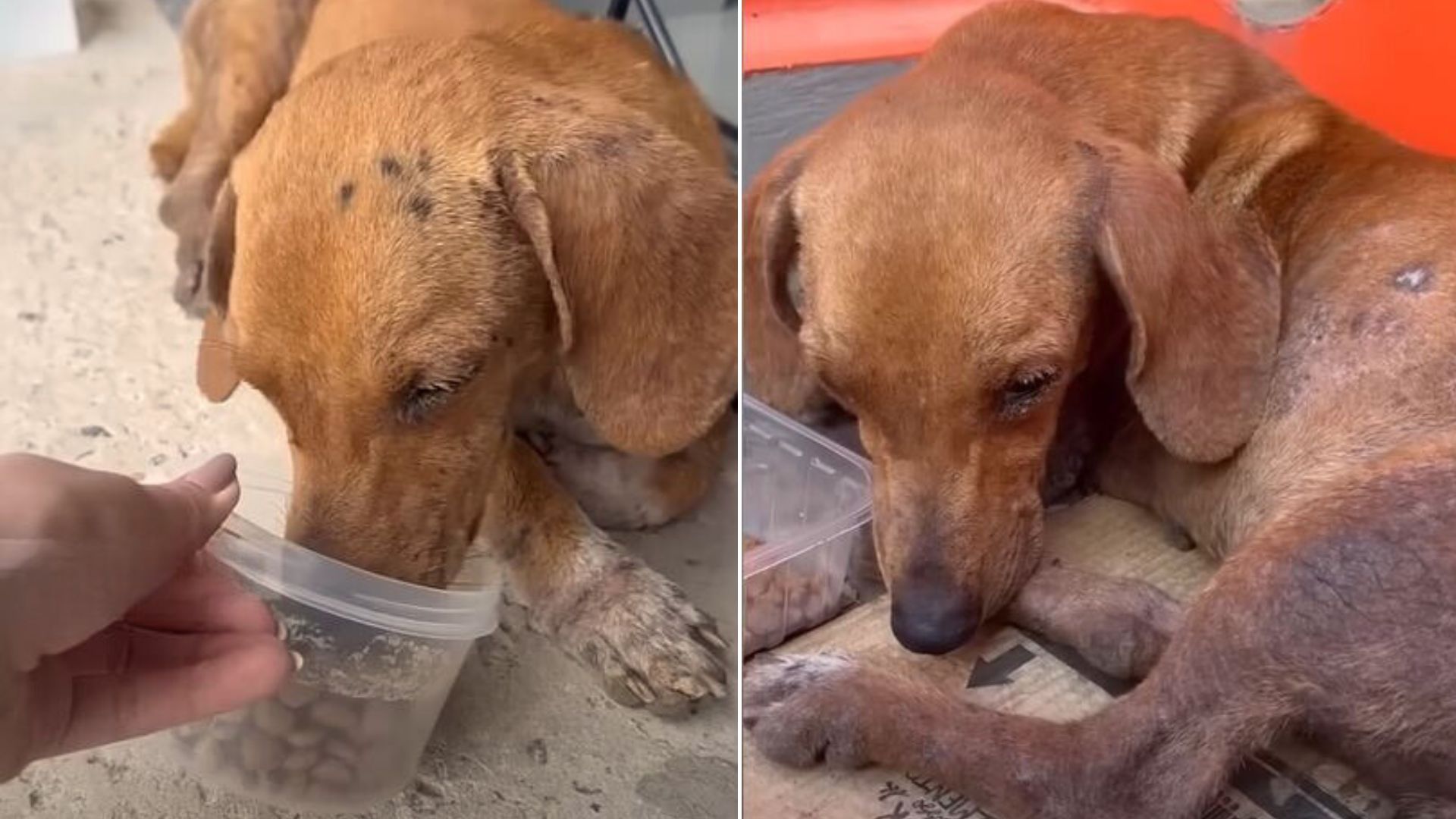 Dog Was Abandoned In Front Of A Store But He Didn’t Want To Leave Until His Owner Came Back