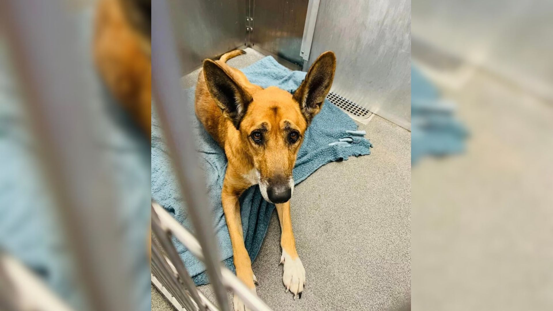 Dog Heartbroken After Being Returned To The Same Shelter By His New Family