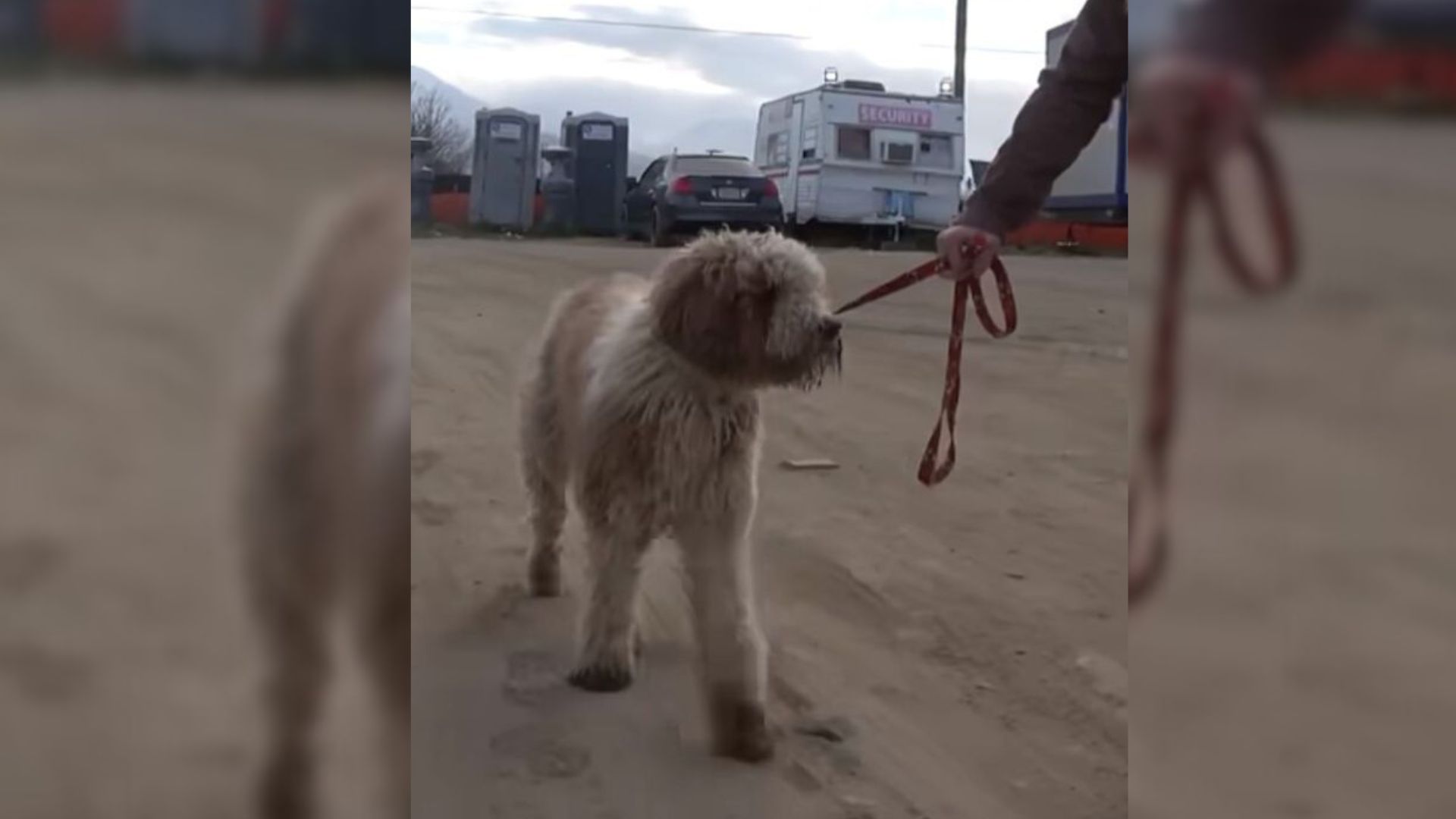 Dog Was Dumped Out Of The Car But He Was Lucky That Good Samaritans Noticed It And Went To Help