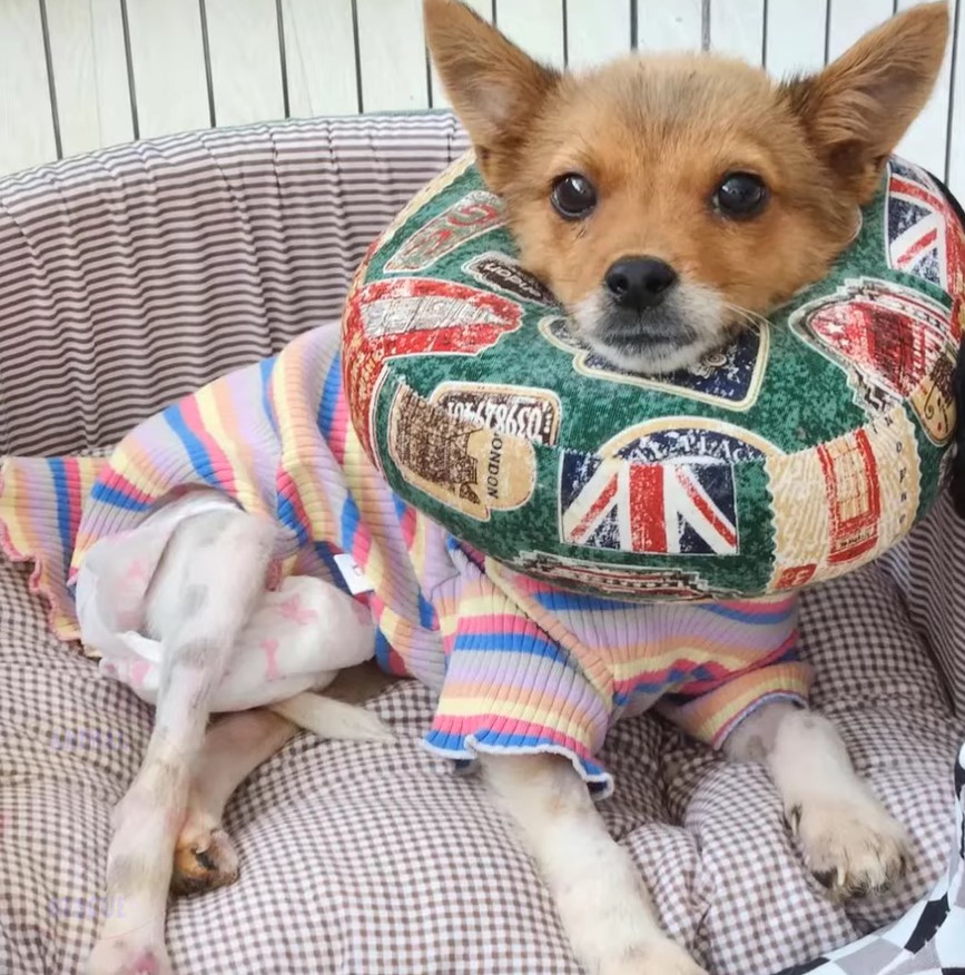 dog wearing a colorful shirt and neck pillow