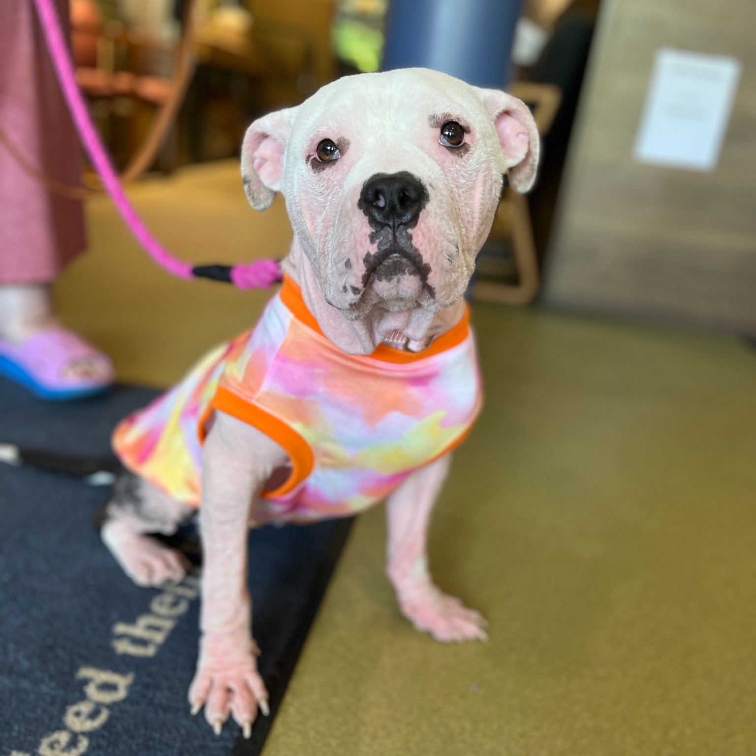 dog wearing a colorful shirt