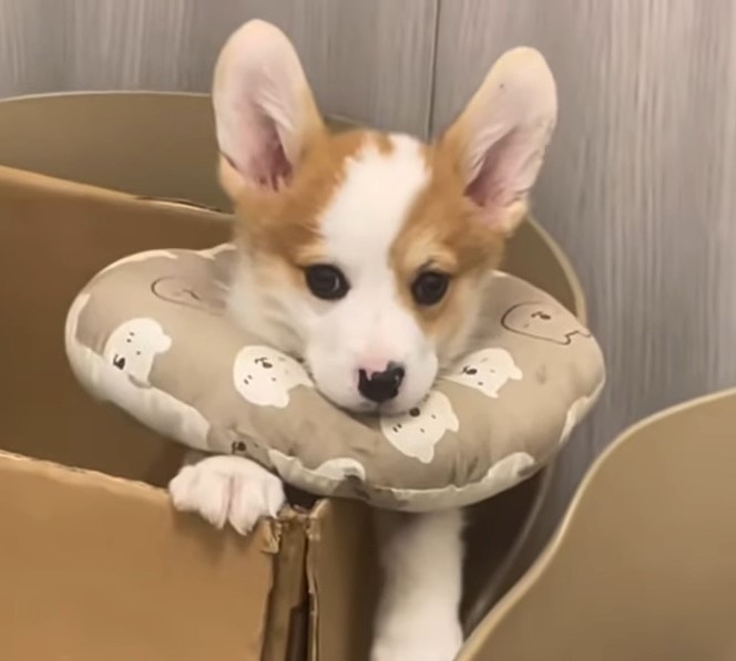 dog wearing a neck pillow