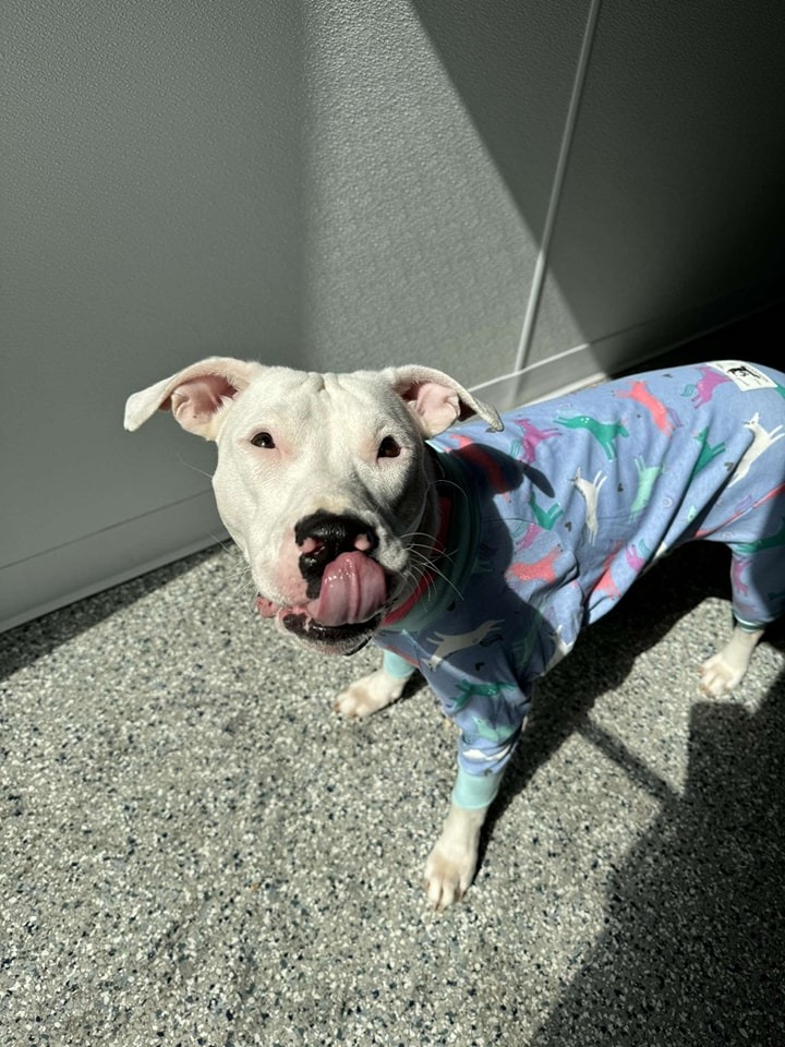 dog wearing a pijama