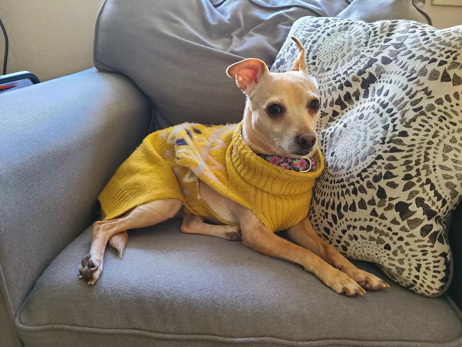 dog with clothes sitting on sofa