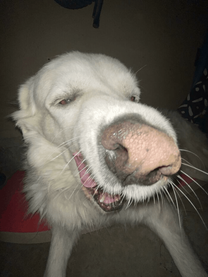 dog with funny facial expression