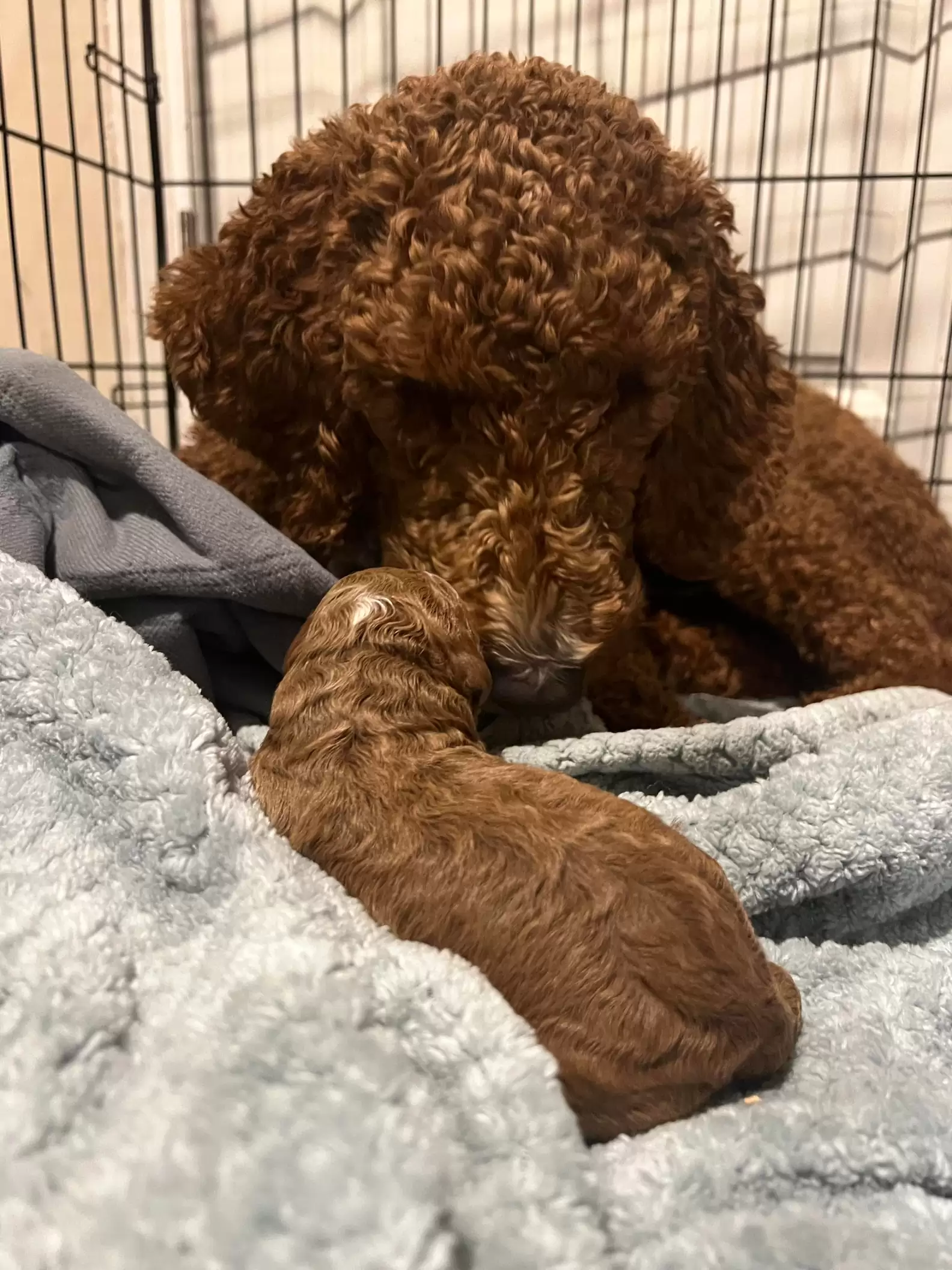 dog with long fur sleeping in cage